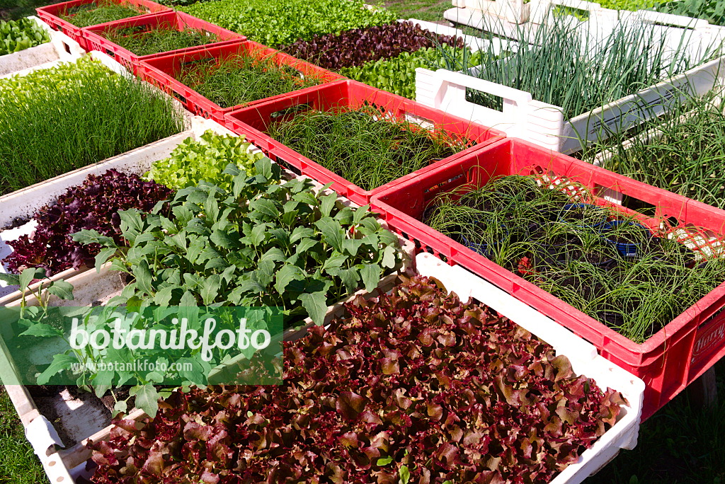 672065 - Propagation trays with young plants