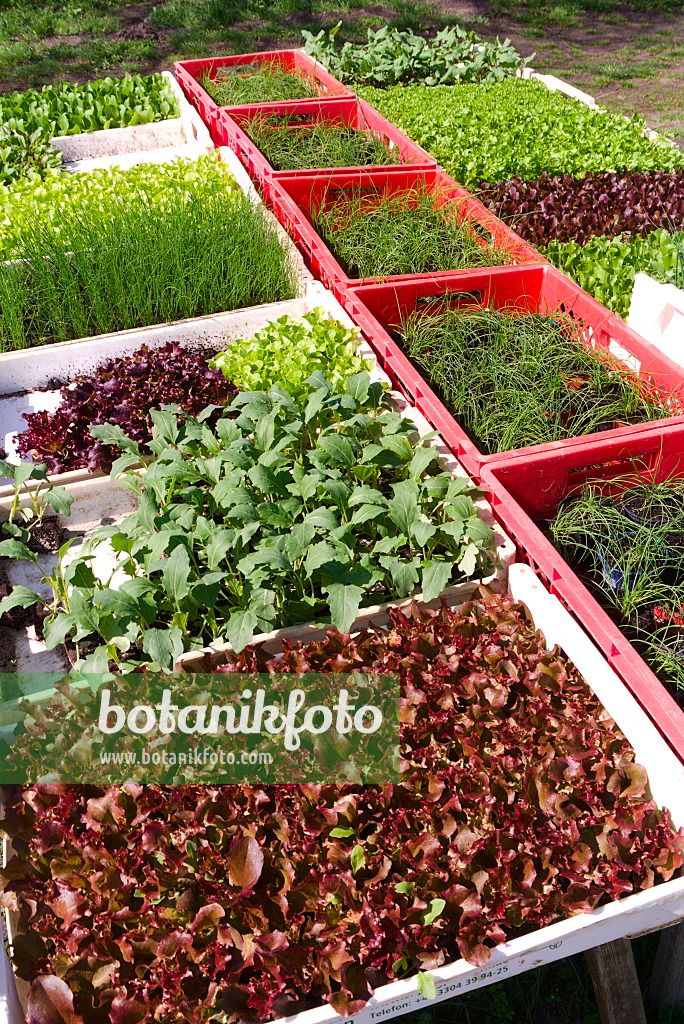 672066 - Propagation trays with young plants