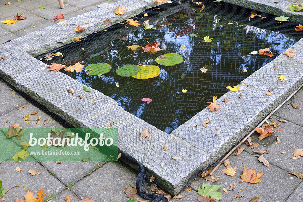 518059 - Protecting garden pond with a net against autumn leaves (4)