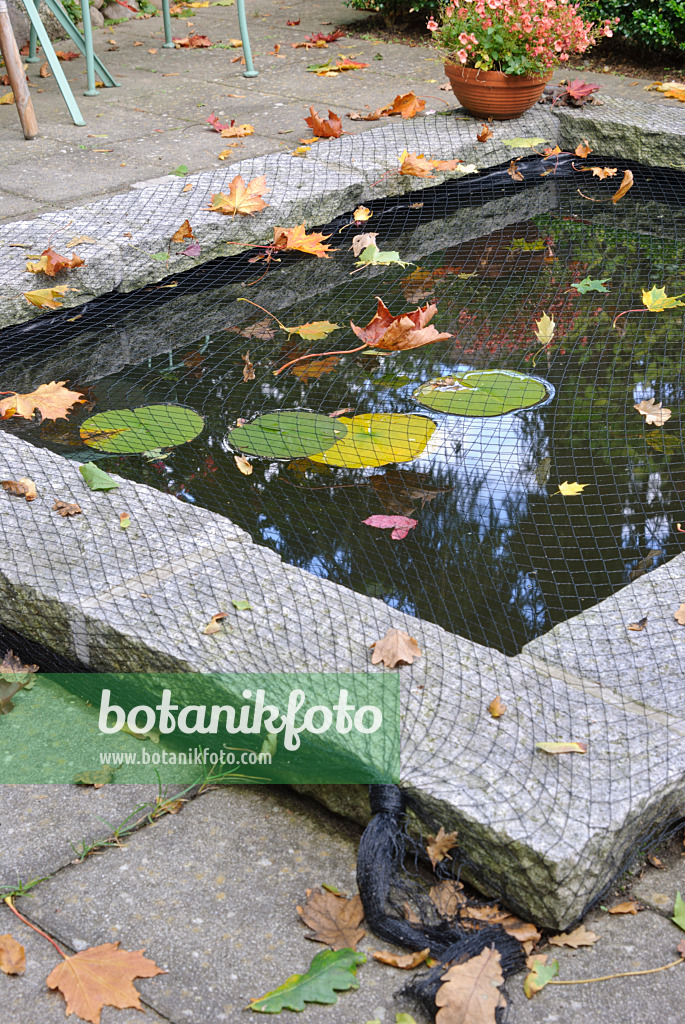 518060 - Protecting garden pond with a net against autumn leaves (5)