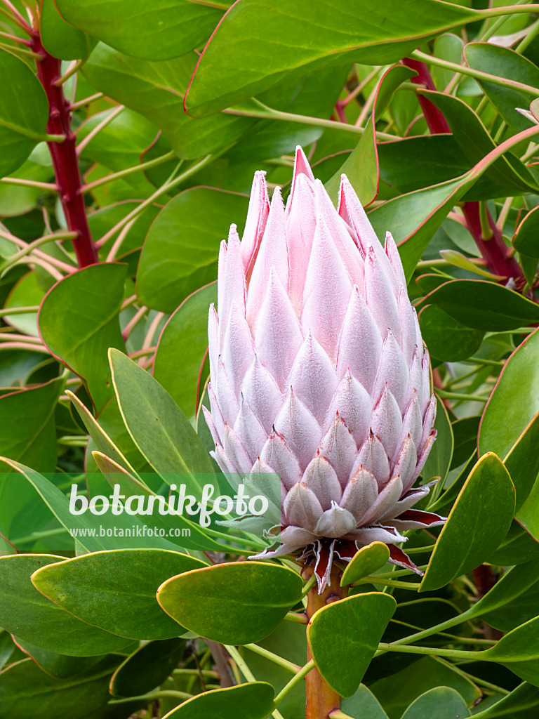 455280 - Protée (Protea)