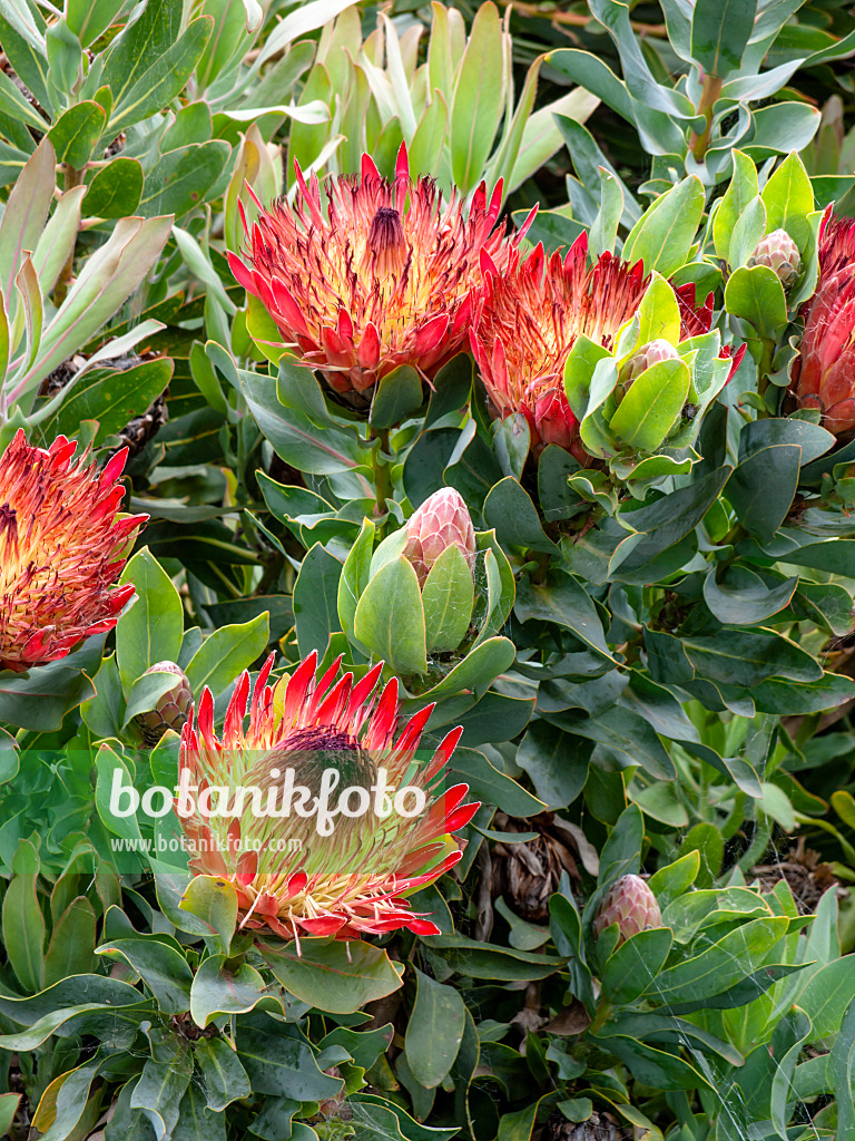 455284 - Protée (Protea)