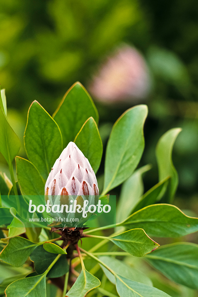 388038 - Protée royale (Protea cynaroides)
