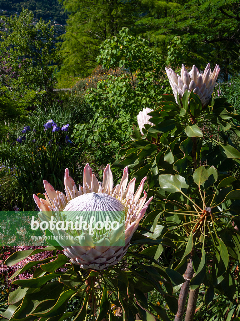 414136 - Protée royale (Protea cynaroides)
