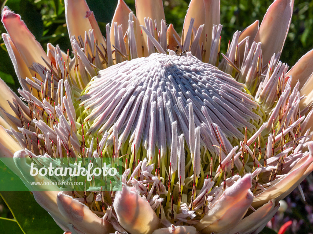414137 - Protée royale (Protea cynaroides)