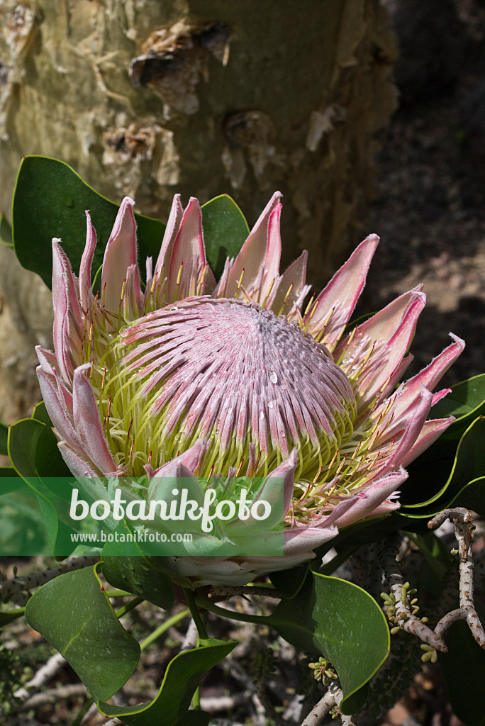 556126 - Protée royale (Protea cynaroides)