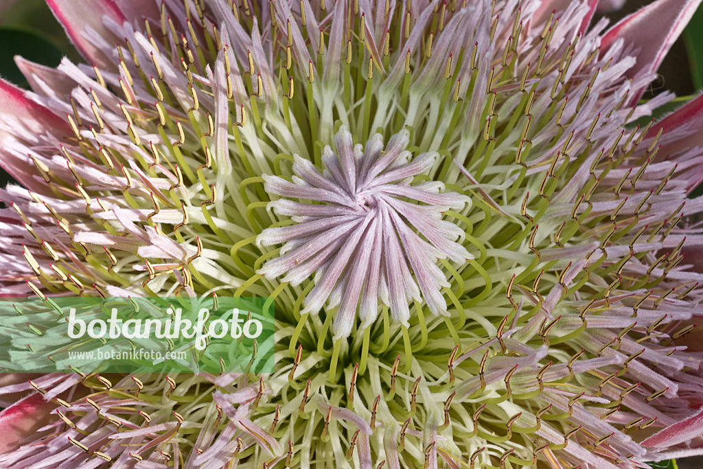 601011 - Protée royale (Protea cynaroides 'Spring')