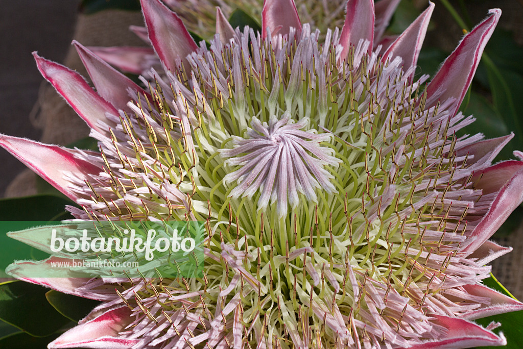 601012 - Protée royale (Protea cynaroides 'Spring')