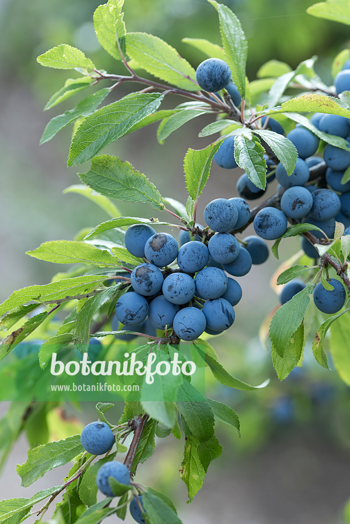 664341 - Prunellier (Prunus spinosa)