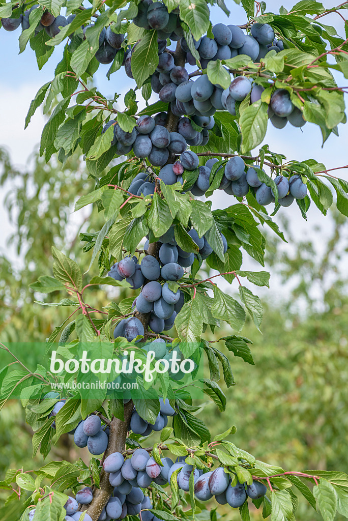 575231 - Prunier cultivé (Prunus domestica 'Haroma')
