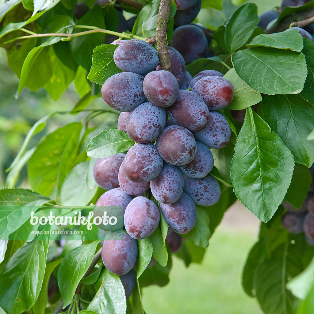 502372 - Prunier cultivé (Prunus domestica 'Katinka')