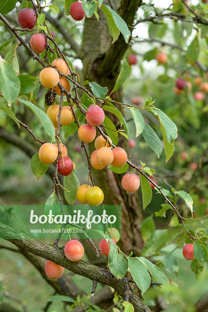 575284 - Prunier japonais (Prunus salicina)