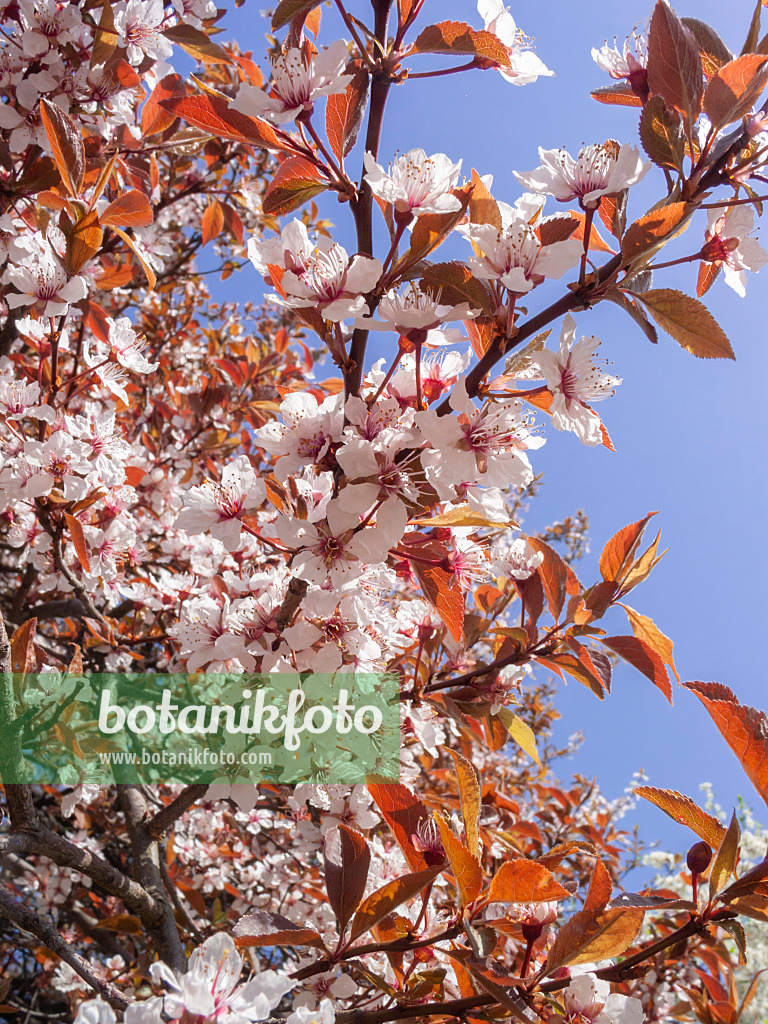 400116 - Prunier myrobalan (Prunus cerasifera 'Atropurpurea')