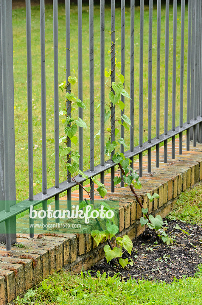 534161 - Prunkwinde (Ipomoea) an einem Metallzaun