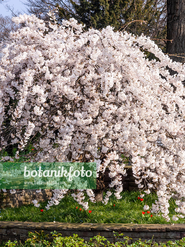 447064 - Prunus