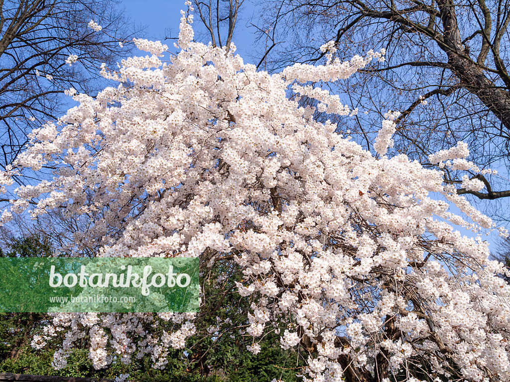 447065 - Prunus