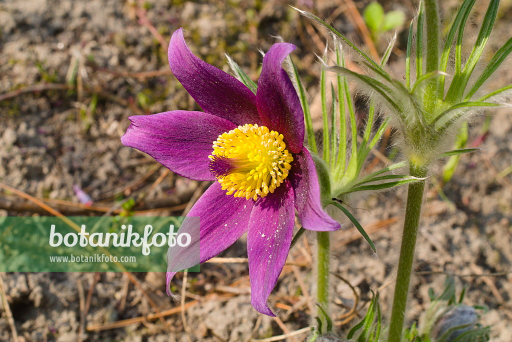 672030 - Pulsatille (Pulsatilla armena)