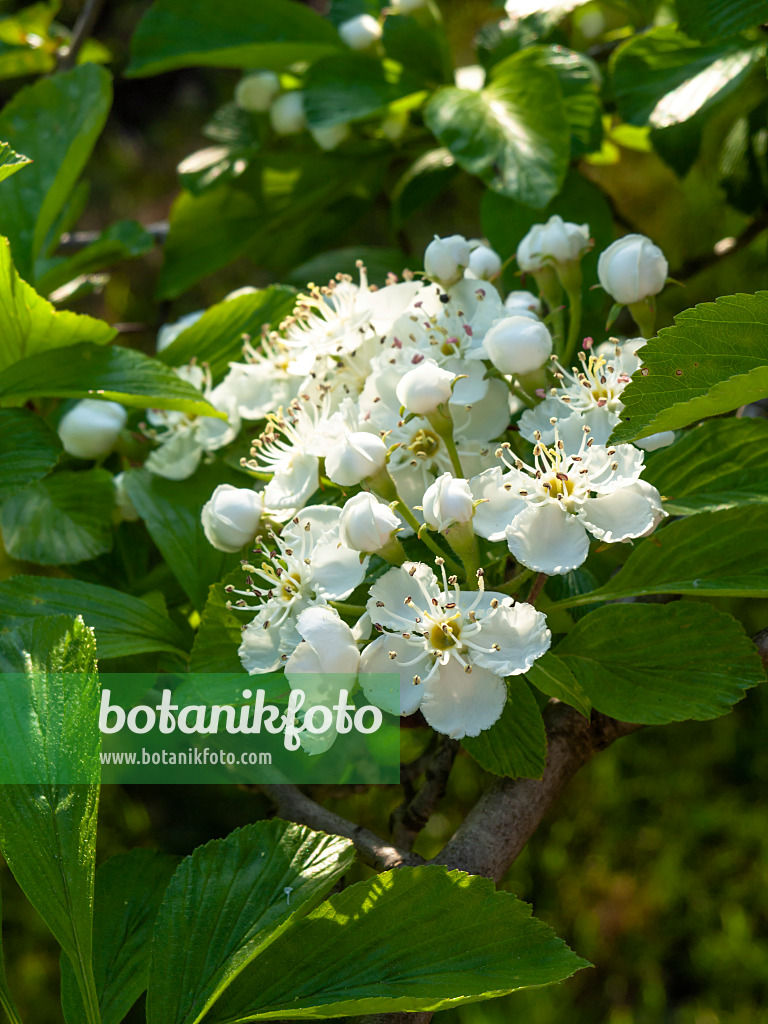 460090 - Punktierter Weißdorn (Crataegus punctata)