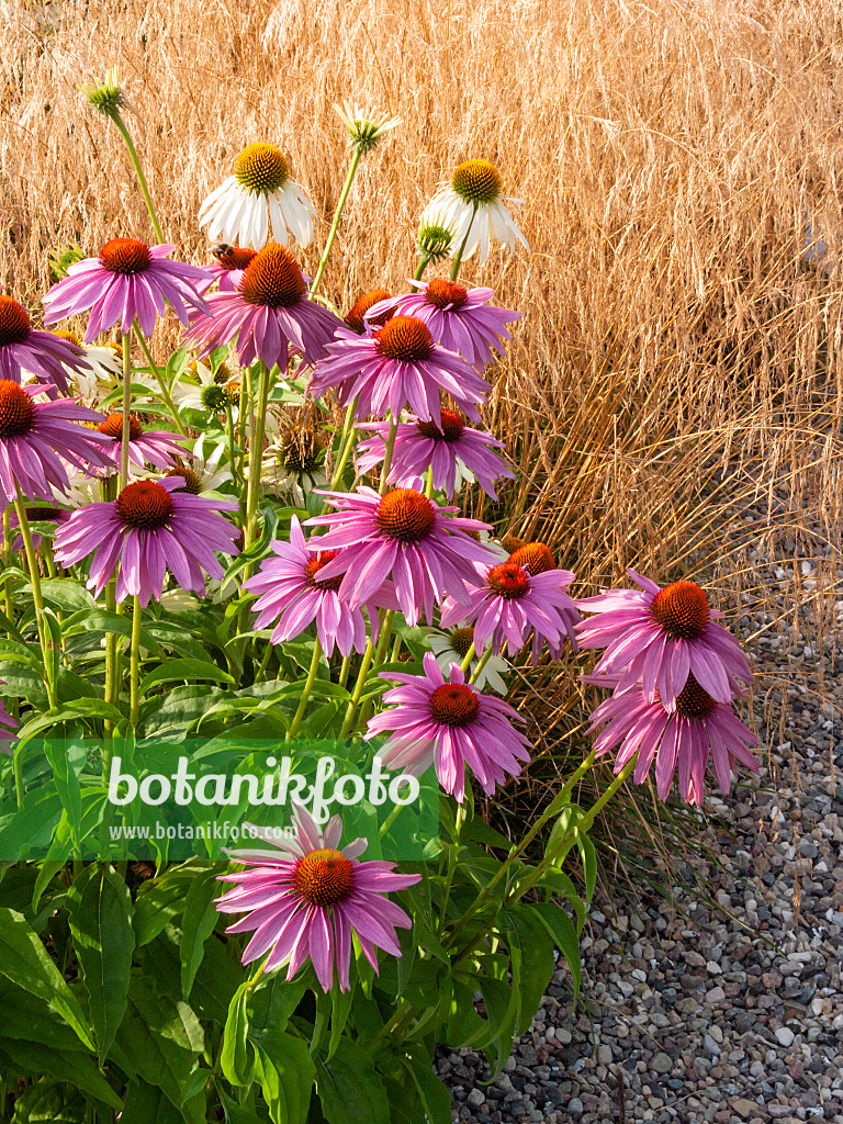 404014 - Purple cone flower (Echinacea purpurea)