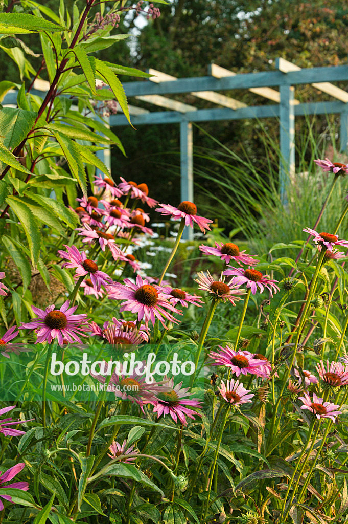 510143 - Purple cone flower (Echinacea purpurea)