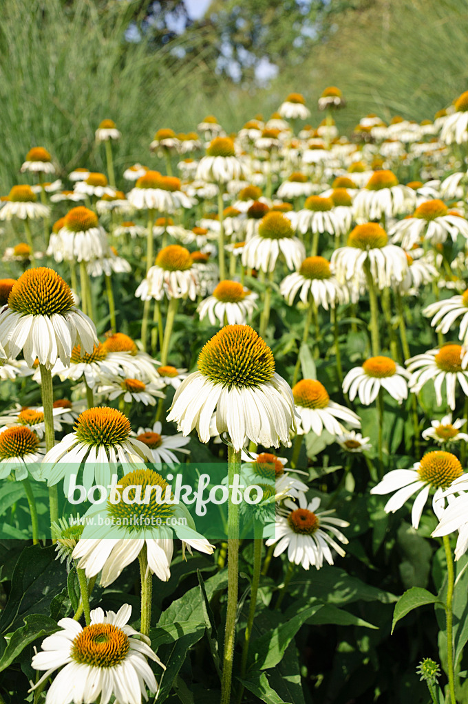 487057 - Purple cone flower (Echinacea purpurea 'Alba')