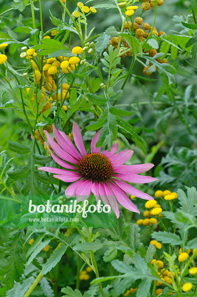 488104 - Purple cone flower (Echinacea purpurea) and common tansy (Tanacetum vulgare)