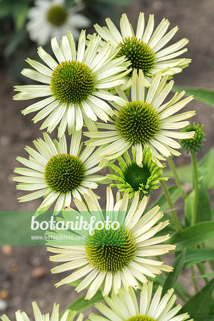 638089 - Purple cone flower (Echinacea purpurea 'Green Jewel')