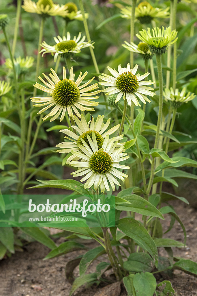 638090 - Purple cone flower (Echinacea purpurea 'Green Jewel')