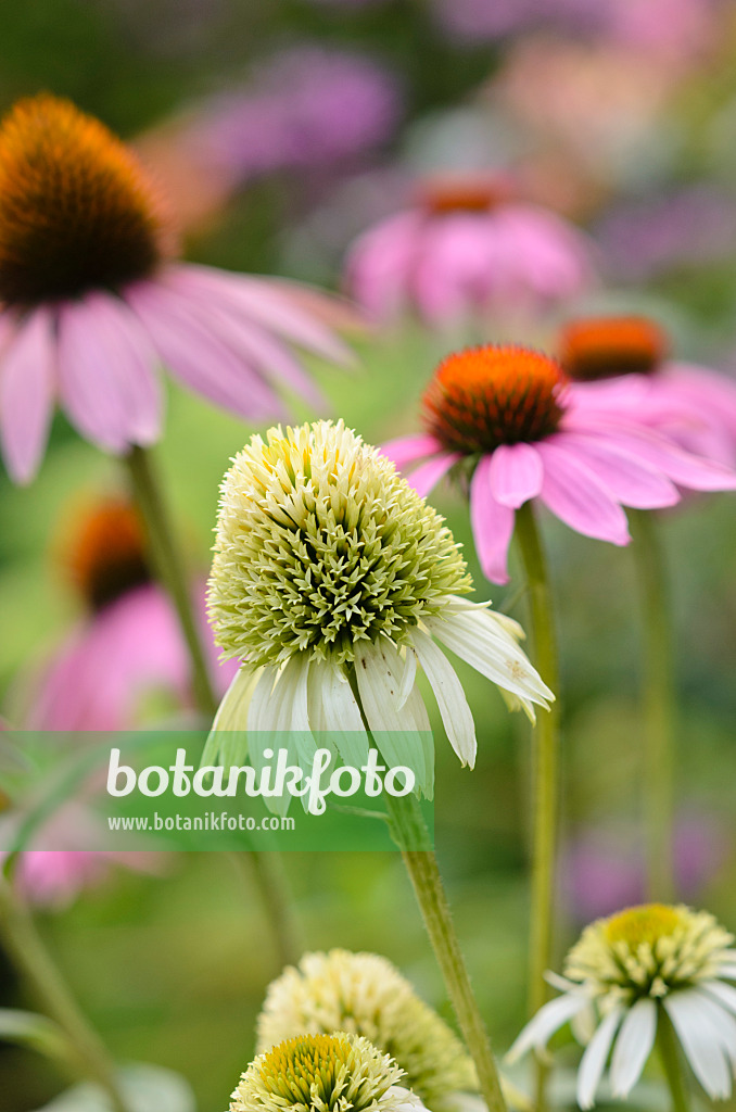 534518 - Purple cone flower (Echinacea purpurea 'Milkshake')