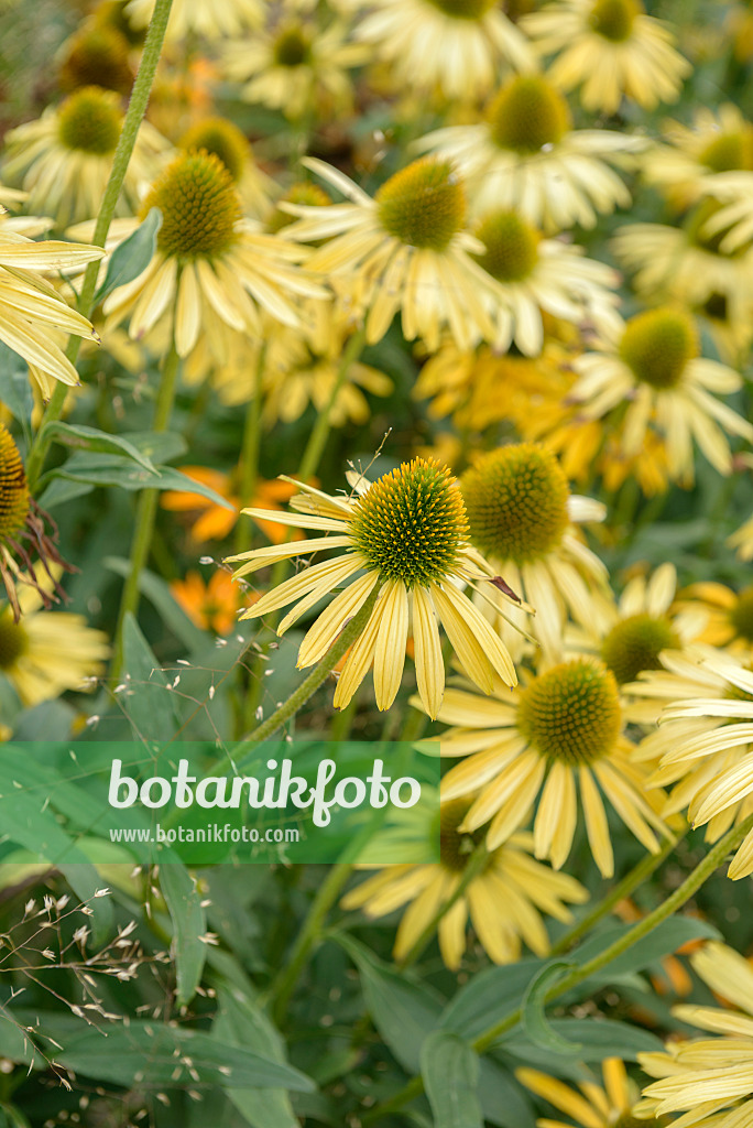 575086 - Purple cone flower (Echinacea purpurea 'Now Cheesier')