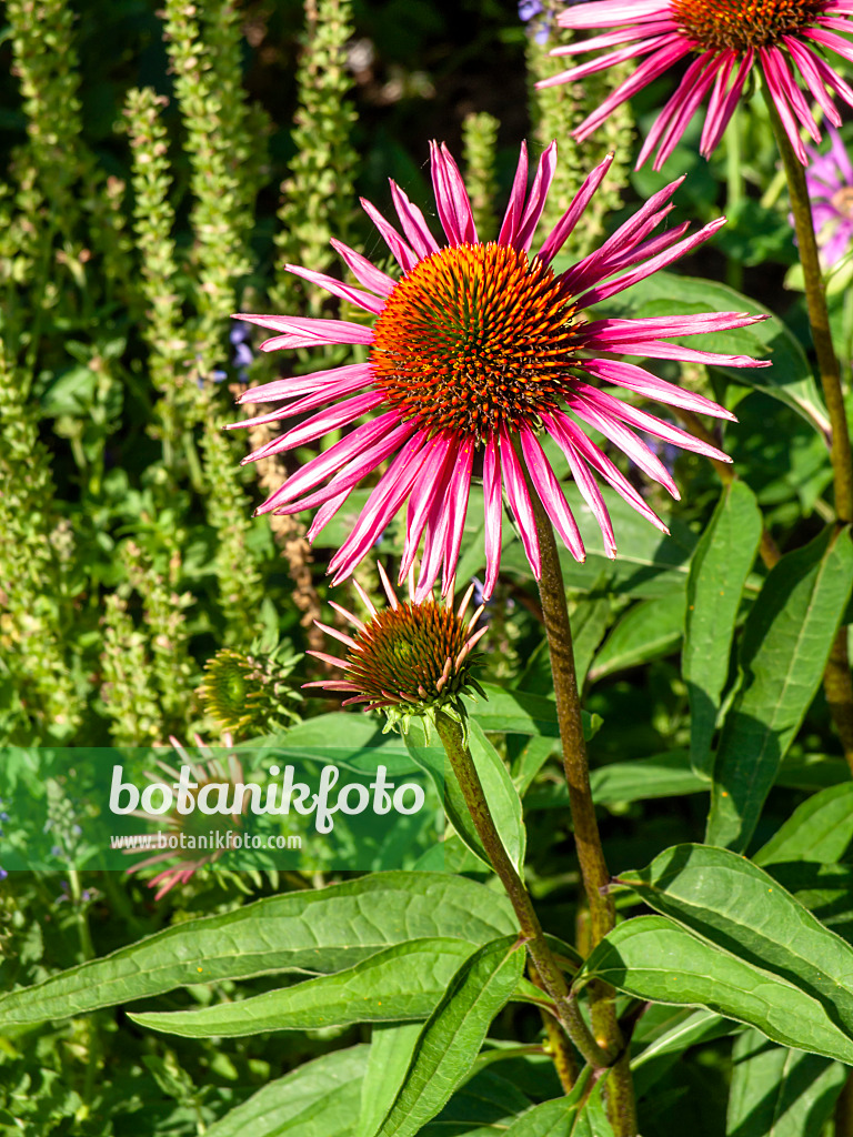439382 - Purple cone flower (Echinacea purpurea 'Pica Bella')