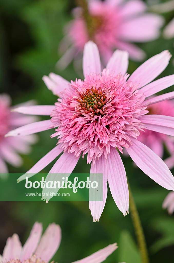 547034 - Purple cone flower (Echinacea purpurea 'Pink Sorbet')