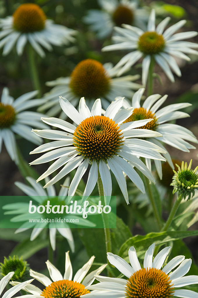 511181 - Purple cone flower (Echinacea purpurea 'Purity')