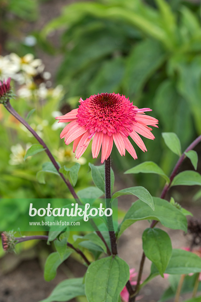 638087 - Purple cone flower (Echinacea purpurea 'Raspberry Truffle')