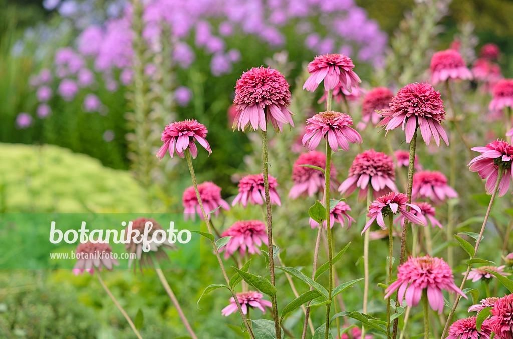 534506 - Purple cone flower (Echinacea purpurea 'Razzmatazz')