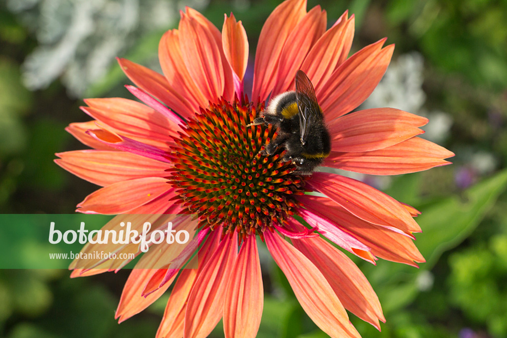 608099 - Purple cone flower (Echinacea purpurea 'Sundown') and bumble bee (Bombus)