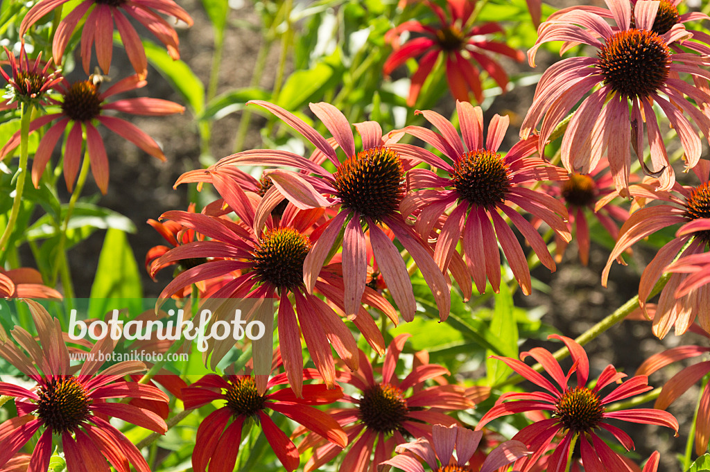 511188 - Purple cone flower (Echinacea purpurea 'Tomato Soup')