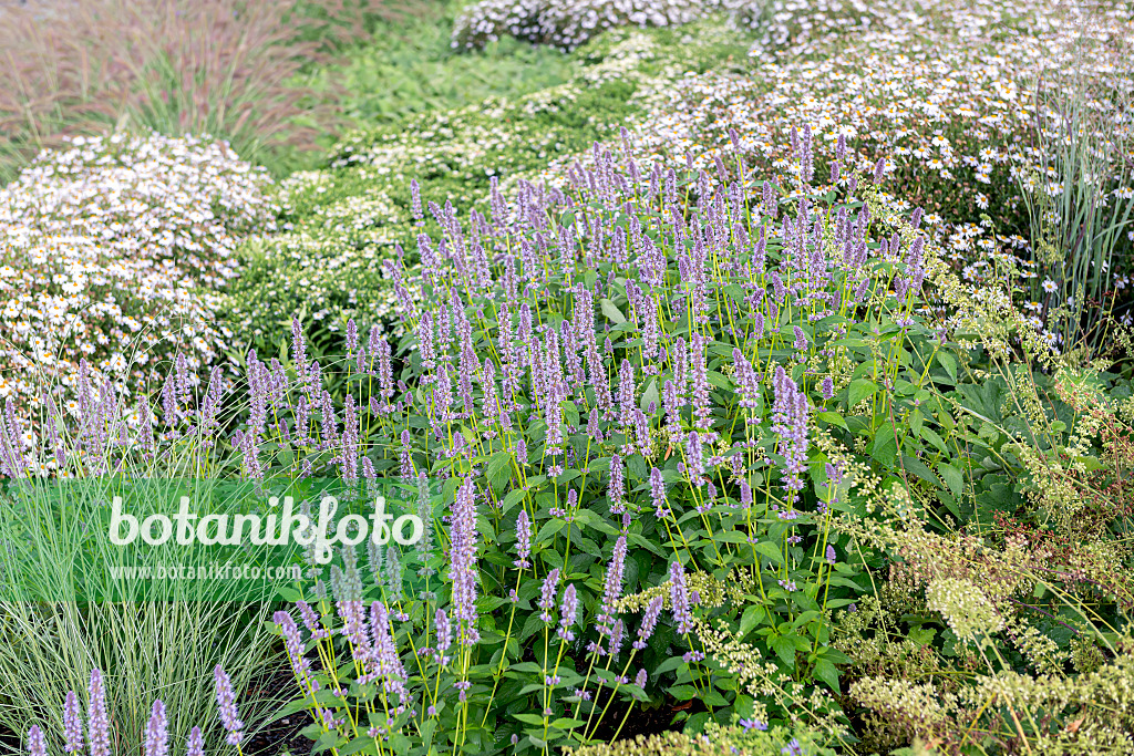651034 - Purple giant hyssop (Agastache rugosa 'Blue Fortune')