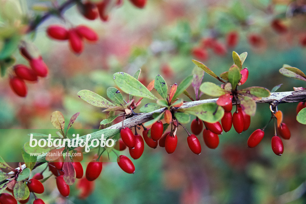 430280 - Purple leaf barberry (Berberis thunbergii)