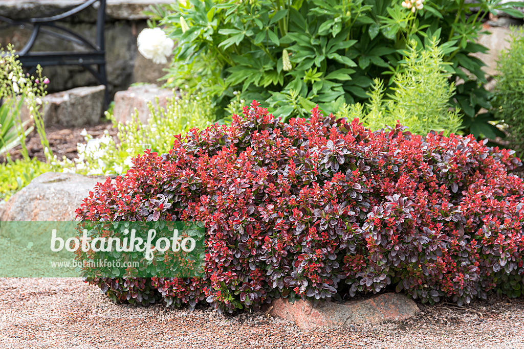 651111 - Purple leaf barberry (Berberis thunbergii 'Bagatelle')