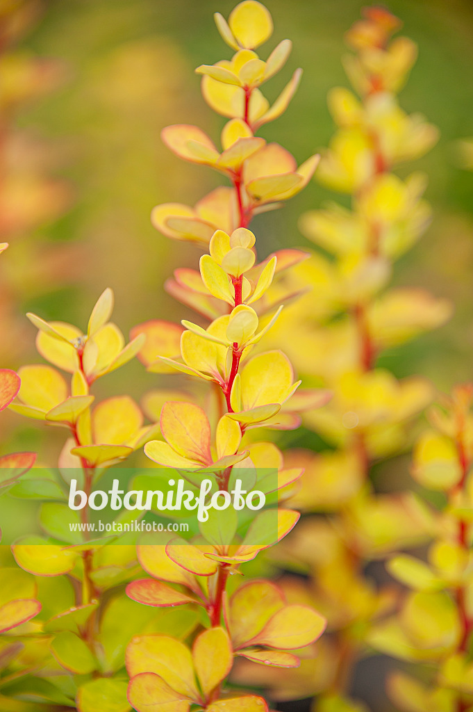 616165 - Purple leaf barberry (Berberis thunbergii 'Golden Torch')