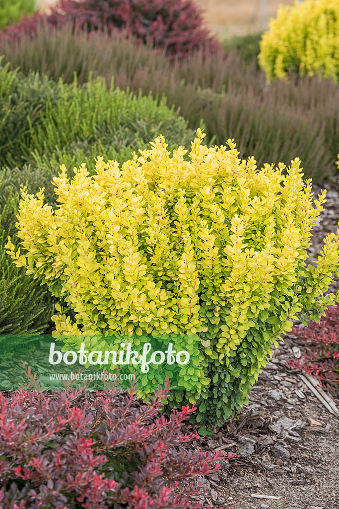 638037 - Purple leaf barberry (Berberis thunbergii 'Golden Torch')