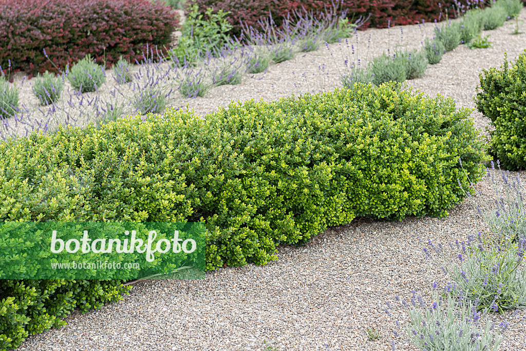 651112 - Purple leaf barberry (Berberis thunbergii 'Kobold')