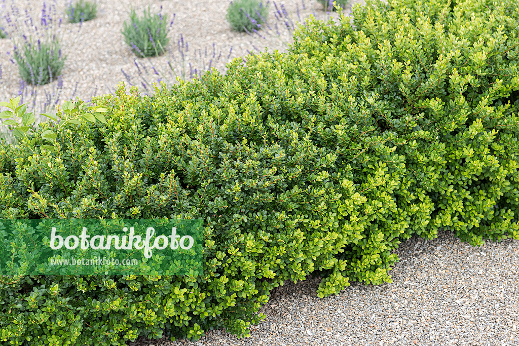 651113 - Purple leaf barberry (Berberis thunbergii 'Kobold')