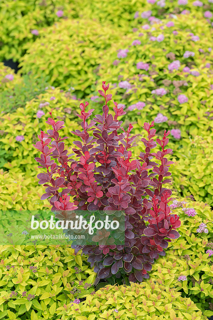 625126 - Purple leaf barberry (Berberis thunbergii 'Vulcano')
