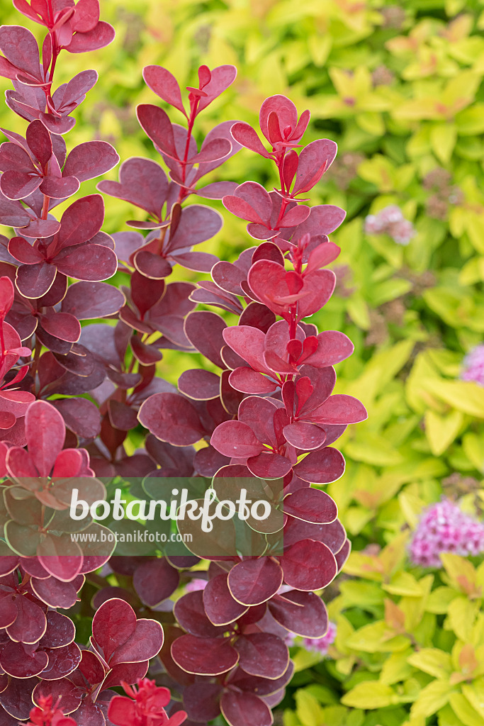625127 - Purple leaf barberry (Berberis thunbergii 'Vulcano')