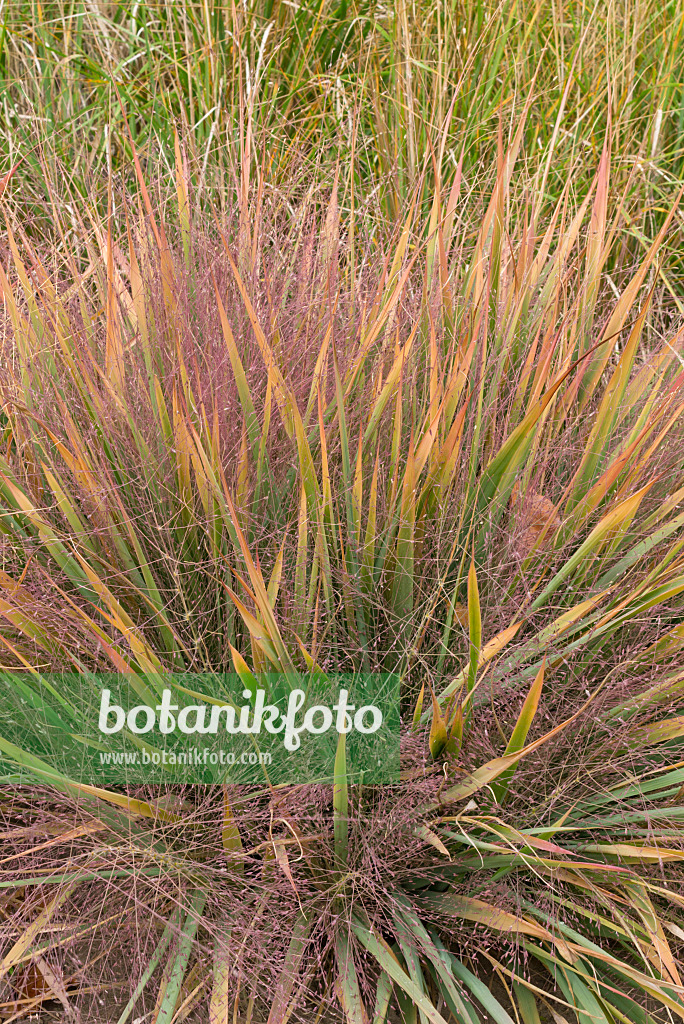 607251 - Purple lovegrass (Eragrostis spectabilis)