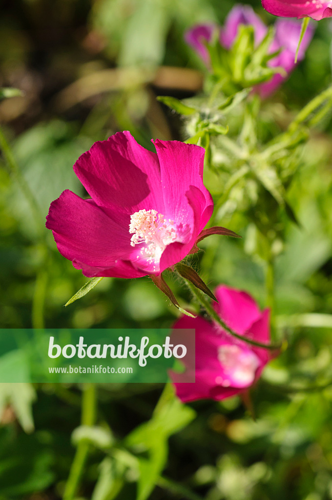 476036 - Purple poppy mallow (Callirhoe involucrata)