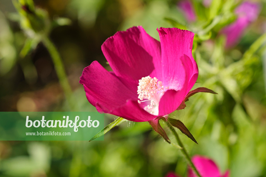 476037 - Purple poppy mallow (Callirhoe involucrata)