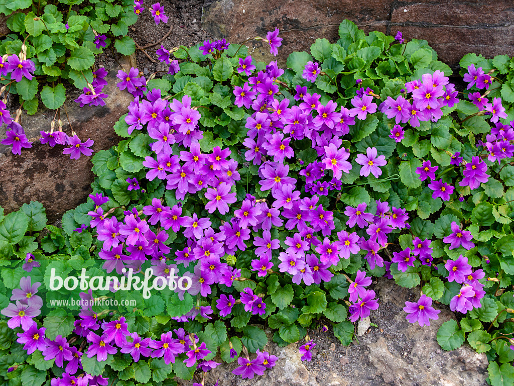 437179 - Purple primrose (Primula juliae)